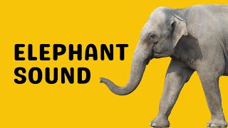 Elephant Sound  Trumpet [upl. by Otsuj861]