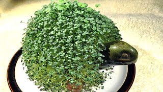 How To Grow Chia seeds  Gardening Tips [upl. by Meurer579]