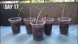 How to Grow Delonix regia  Flamboyant Tree  Gulmohar Krishnachura From seed II 20 Day Update [upl. by Airehc]