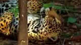 jaguar tastes the hallucinogenic effects of yage [upl. by Senhauser]