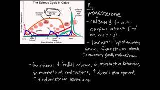 Estrous Cycle [upl. by Kirkpatrick]