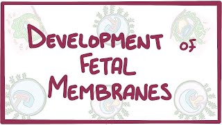 Fetal Membrane  General Embryology  Anatomy [upl. by Maxwell]