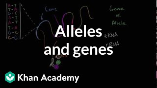 Alleles and genes [upl. by Hesketh]