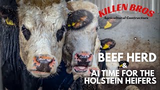 Killen Bros  Beef Herd amp AI Time for the Holstein Heifers [upl. by Sucramrej]