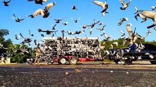 Professional Pigeon Racing Texas Country Reporter [upl. by Darelle]