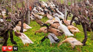 Watch 1000 ducks waddle to work on wine farm [upl. by Eniaj]