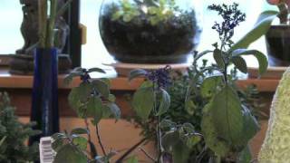 Flower Gardening Tips  How to Grow Common Heliotrope Heliotropium Arborescens [upl. by Claretta]