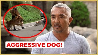 Can I help this AGGRESSIVE Dog  Cesar 911 [upl. by Harleigh94]