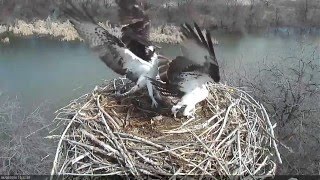 Osprey Nest Attack [upl. by Anytsirhc703]