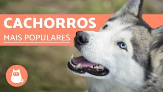 Top 10 RAÇAS DE CACHORROS MAIS POPULARES DO MUNDO [upl. by Lodi]