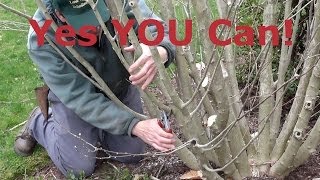 How to Prune Rose of Sharon Hibiscus syriacus [upl. by Ardua]