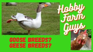 Beginners Guide to Goose Breeds [upl. by Hanschen]