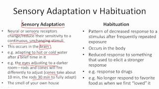 Sensory Adaptation v Habituation [upl. by Luz304]