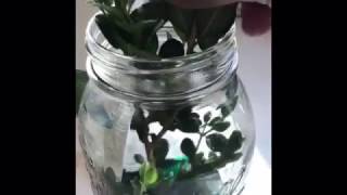 Preserving Boxwood Cuttings [upl. by Fortunato273]