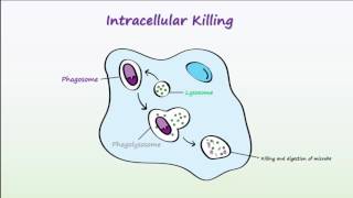 Blood 5 Neutrophils [upl. by Odnalra973]