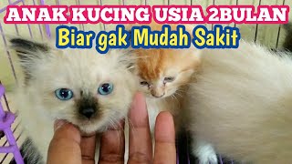 TIPS MERAWAT ANAK KUCING USIA 2BULAN [upl. by Tertia]