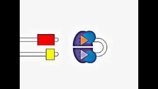 VDJ Gene Recombination [upl. by Inahpit44]