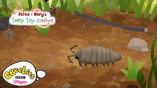 Facts about Woodlice  Ferne amp Rorys Teeny Tiny Creatures  CBeebies [upl. by Emelina426]