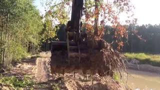 Transplanting Large Trees with Excavator [upl. by Oileve]