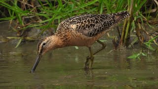 Longbilled Dowitcher Foraging [upl. by Caressa]