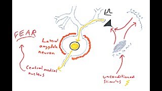 The Amygdala and Fear Conditioning [upl. by Federica]