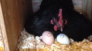 How to Hatch Chicks with a Broody Hen [upl. by Reteid]