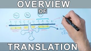 Overview of Translation  Protein Synthesis [upl. by Robbin]