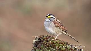 Whitethroated Sparrow Sings  4k [upl. by Vieva]