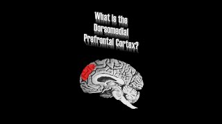 Development of the Prefrontal Cortex brain science prefrontalcortex developmentalpsychology [upl. by Edgar]