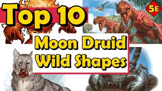 Top 10 Best Moon Druid Wild Shapes in DnD 5E [upl. by Kerril]