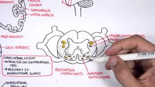 Neurology  Motor Pathways [upl. by Turro]