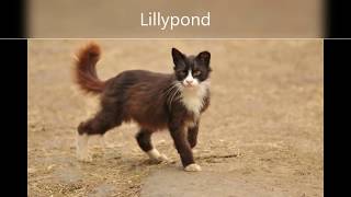 21 Warrior Cat names you can use [upl. by Jehius10]