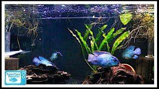 Nine Great Beginner Cichlids [upl. by Cirdek672]