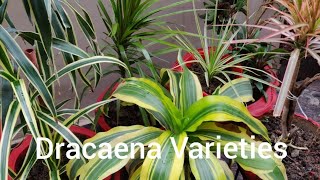 Varieties of Dracaena Plant and its care [upl. by Nyvets258]