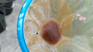 How to culture daphnia moina in a small container Part 1 English Subtitle [upl. by Voss]