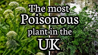 Hemlock water dropwort The most poisonous plant in the UK [upl. by Zealand]