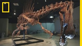 Bigger Than T rex Spinosaurus  National Geographic [upl. by Rowley]