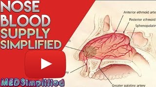 Nose Anatomy Nasal Blood Supply [upl. by Aneeres420]