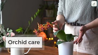 Orchid Care Guide Repotting and Watering Indoors [upl. by Ada172]