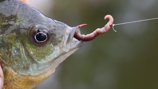 How to bait a Hook with a REAL worm [upl. by Meakem]