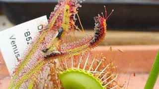 Sundew Carnivirous Plant eats 3 bugs timelapse [upl. by Eeliah]