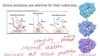 Enzymes Serine Proteases Dr Terrell [upl. by Enairb]