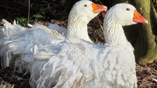 Sebastopol Geese  Unique Curly Feathers [upl. by Lemon]