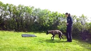 Training young Sighthounds [upl. by Leeann]