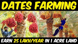 Dates Farming  Date Palm Cultivation  Planting Harvesting amp Processing [upl. by Melinde]