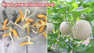 How to grow melon from seeds sprouting after 3 days [upl. by Eirrahs]