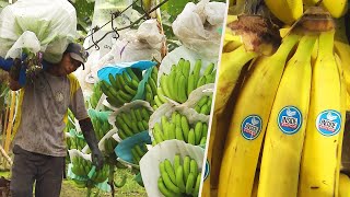 How Do Bananas Grow and End Up in the Store [upl. by Anilram731]