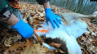 How to Field Dress Deer with BUTT OUT  FAST N CLEAN [upl. by Hilbert]