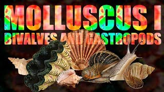 Mollusca I  Bivalves and Gastropods [upl. by Roscoe845]