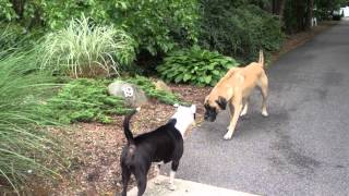 Pit bull vs Bull Mastiff [upl. by Alilahk]